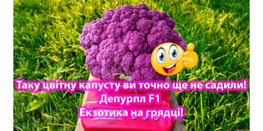 Капуста цвітна Депурпл F1 — кольорова врожайність та надійність від Syngenta