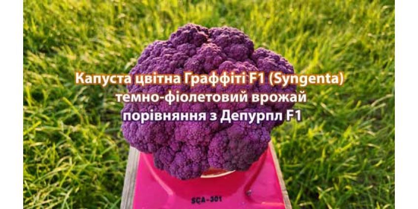 Цвітна капуста Граффіті F1 (Syngenta) — насичений фіолетовий колір та високий урожай
