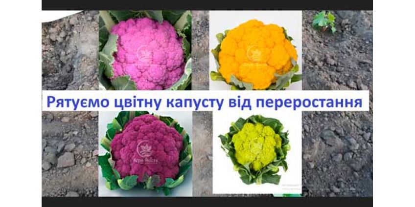 Спасаем цветную капусту от перерастания. Что делать если переросла рассада цветной капусты?