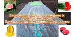 Как спасти корневую систему арбузов если переросла рассада? Восстанавливаем корневую систему арбузов.