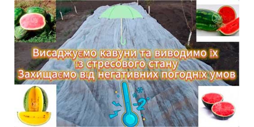 Как спасти корневую систему арбузов если переросла рассада? Восстанавливаем корневую систему арбузов.
