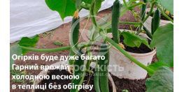 Большой урожай огурцов в теплице без обогрева - Мертус F1 - холодостойкий и теневыносливый гибрид