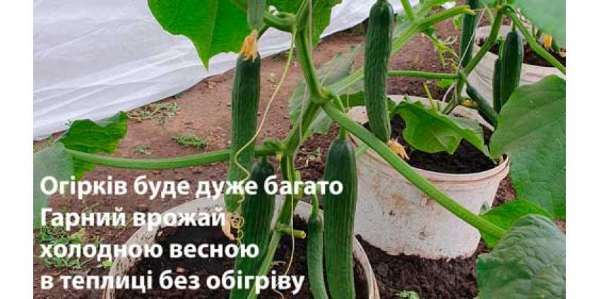 Большой урожай огурцов в теплице без обогрева - Мертус F1 - холодостойкий и теневыносливый гибрид