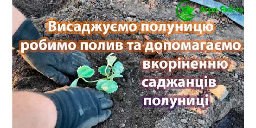 Як правильно посадити полуницю: покрокова інструкція для новачків