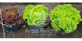 Салаты Алеппо и Кармеси - получили хороший урожай легко и просто. Выращивание салатов без усилий