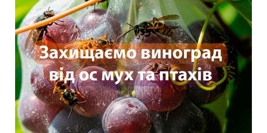  Захисна сітка-мішок для винограду — надійний захист урожаю від ос, птахів та шкідників