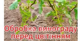 Обробка винограду до цвітіння від хвороб та шкідників.Профілактична обробка для захисту винограда