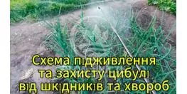 Схема захисту від шкідників та хвороб озимої цибулі, підживлення добривом та огляд цибулі Радар