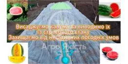 Як врятувати кореневу систему кавунів якщо переросла розсада? Відновлюємо кореневу систему кавунів.