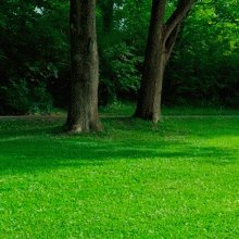 Газонная трава Спортивная PLAYGROUND 1 кг (DLF)