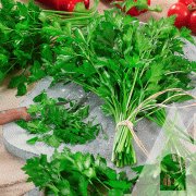 Петрушка Гиганте Италия, на вес с проф мешка, цена указана за 1 кг (Украина) Петрушка Гиганте Италия, на вес с проф мешка, цена указана за 1 кг (Украина)