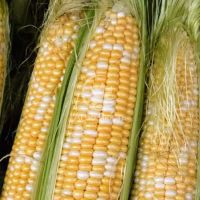 Кукурудза цукрова Пантеон F1 / Panteon F1 50 насінин, суперсолодка біколор (Libra Seeds)