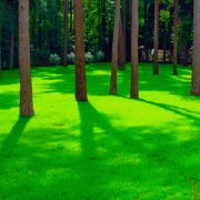 Газонная трава Теневая PARK 1 кг (DLF)